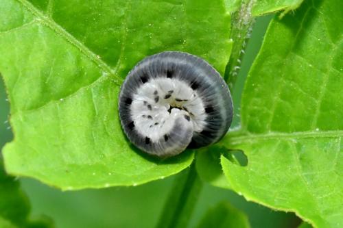 Réf. 205 259 : Macrophya alboannulata